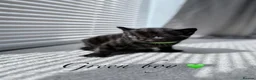 Mixed Breed cats for sale: 🐈‍⬛ Beautiful Russian Blue Cross Kittens 🐈‍⬛ - Advert 3