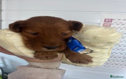 Cockapoo dogs for sale: Stunning 5  fully health tested  cockapoos  - Advert 2