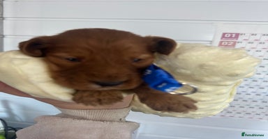 Cockapoo dogs Stunning 5  fully health tested  cockapoos  - Advert 15