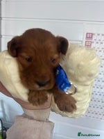 Cockapoo dogs Stunning 5 fully health tested cockapoos - Advert 5