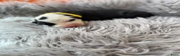 Old English Sheepdog dogs for sale: Old English sheep dog puppies  - Advert 25