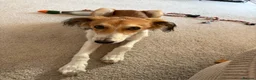 Mixed Breed dogs for sale: 7 month old Saluki X greyhound  - Advert 3