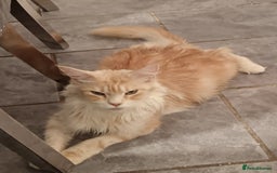 Maine Coon cats for sale: Mainecoon kittens  - Image 7