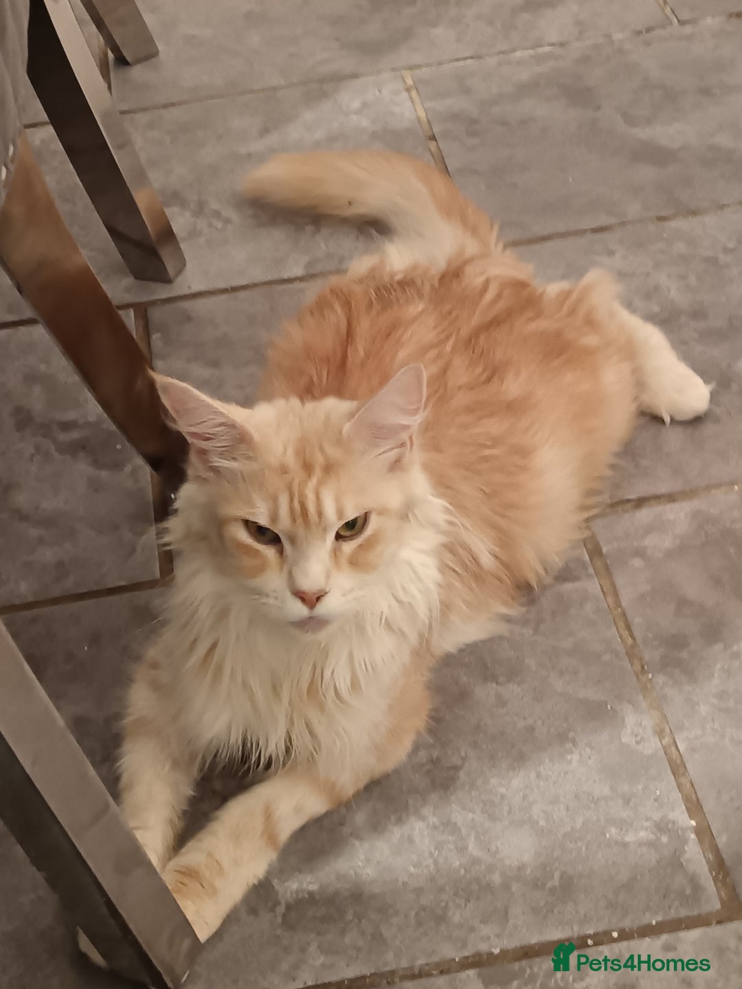 Maine Coon cats for sale: Mainecoon kittens  - Image 7