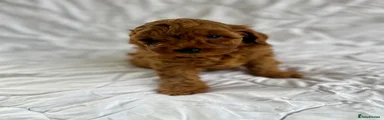Cavapoo 2