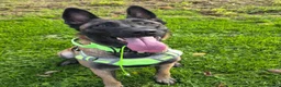 Belgian Shepherd Dog dogs for sale: 3 stunning Belgian malinois pups - Advert 15