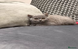 British Shorthair cats for sale: British Shorthair kittens and Mum for sale - Image 19