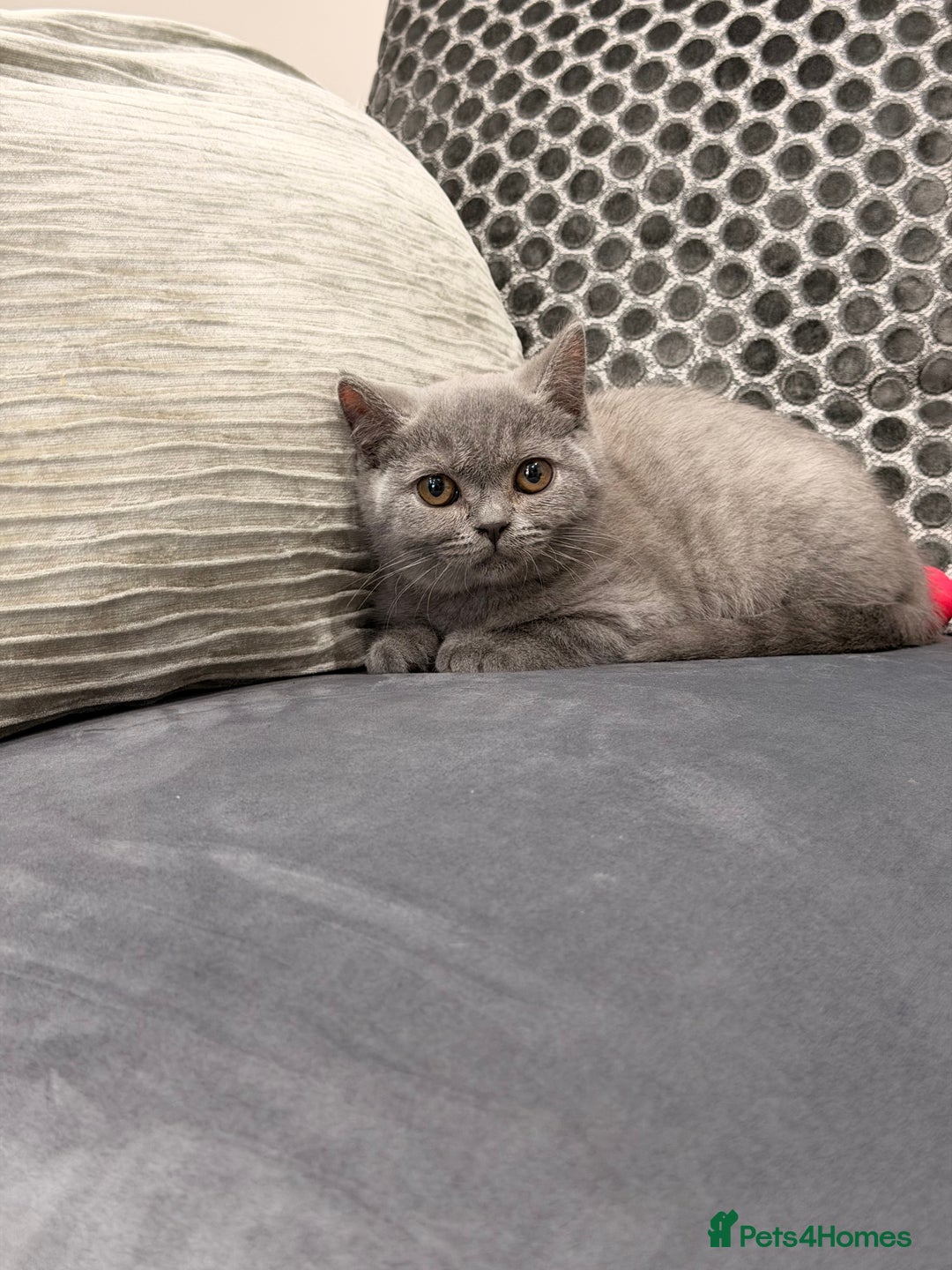 British Shorthair cats for sale: British Shorthair kittens and Mum for sale - Image 19