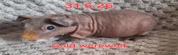 Guinea Pig rodents for sale: Skinny pig sows - Advert 7