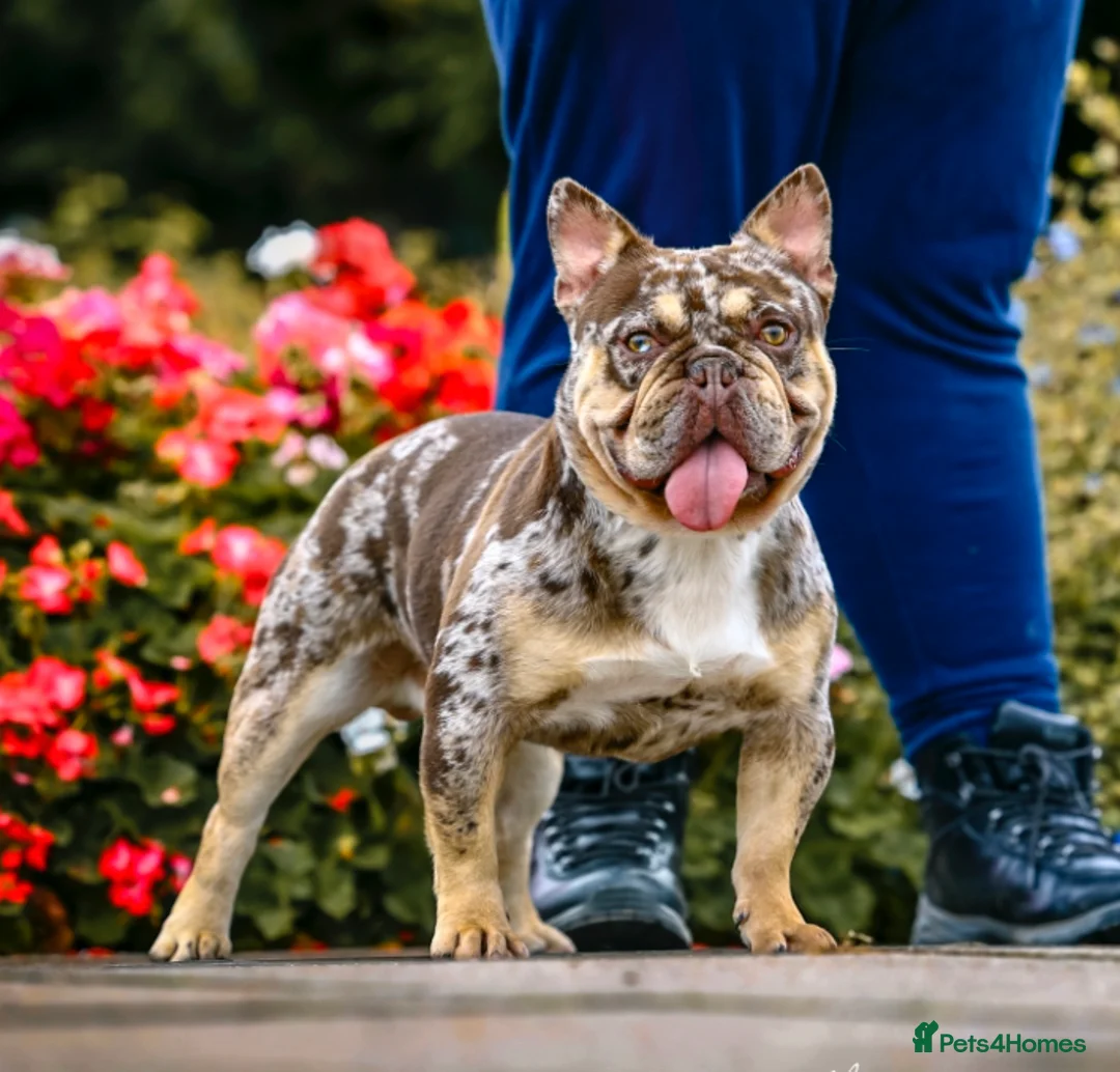 French Bulldog dogs for stud: Rojo & tan Merle carrying fluffy  in Kings Langley - Advert 6