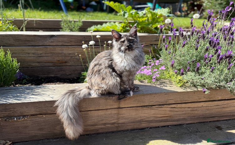 Maine Coon cats - Advert 1