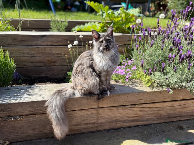 Maine Coon cats - Advert 2