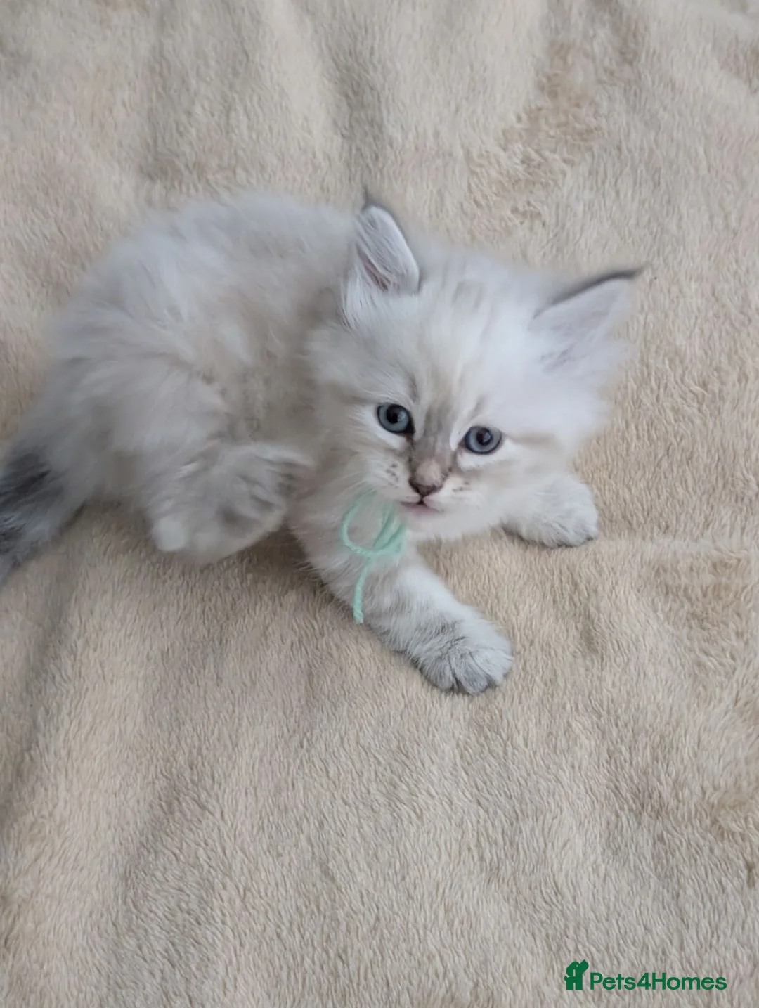 Siberian cats for sale: Siberian kitten  - Advert 17
