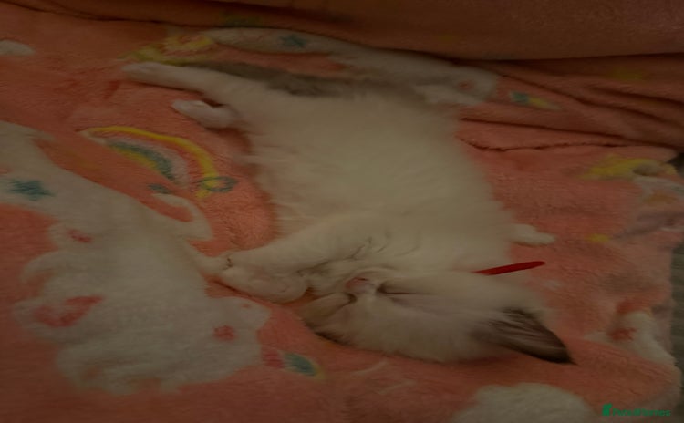 Ragdoll cats - Advert 13