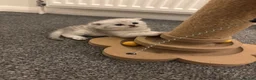 Scottish Fold cats for sale: Scottish fold kittens  in Swindon - Advert 12