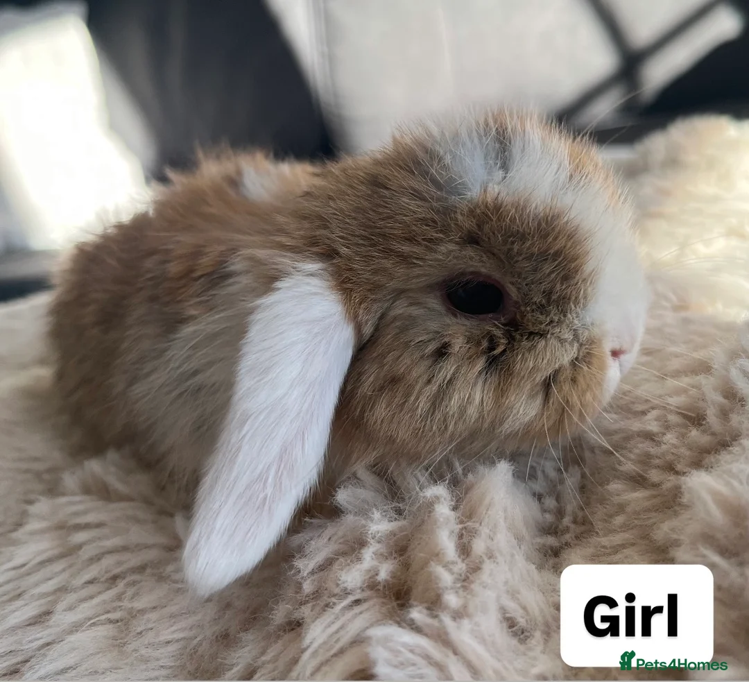 Mini Lop rabbits for sale: Mini Lops looking for their forever home 🏡 - Advert 2