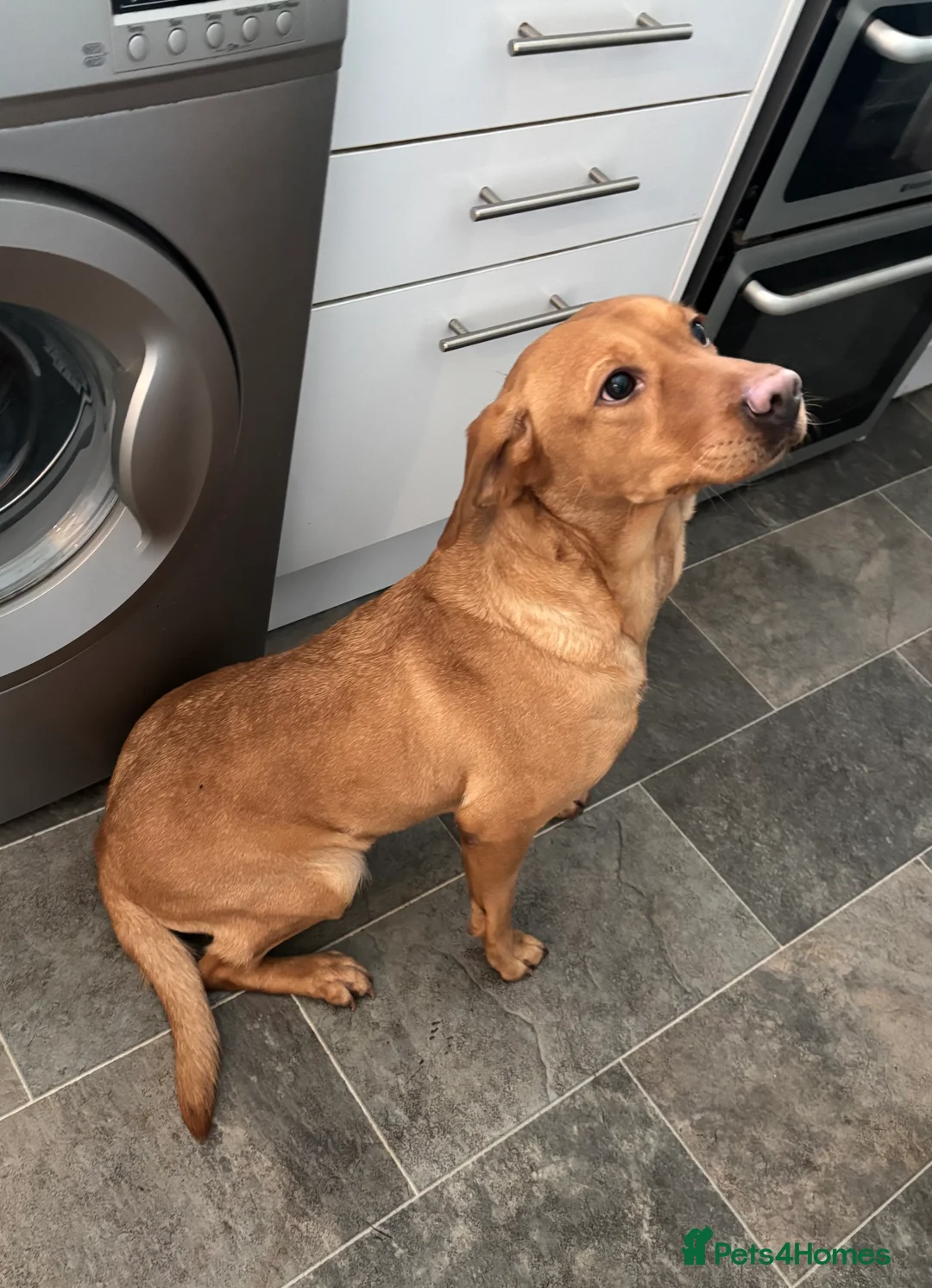 Labrador Retriever dogs for sale: Kc reg Labrador bitch - Advert 3