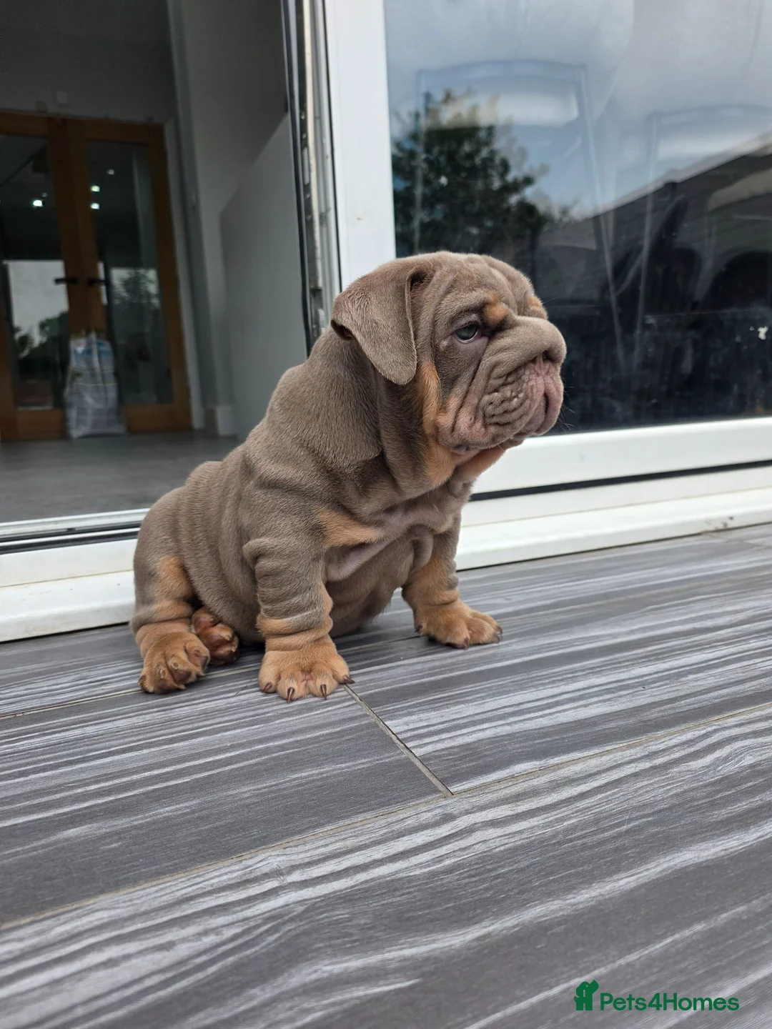 English Bulldog dogs for sale: Kc registered British bulldog puppies lilac & tan - Advert 2
