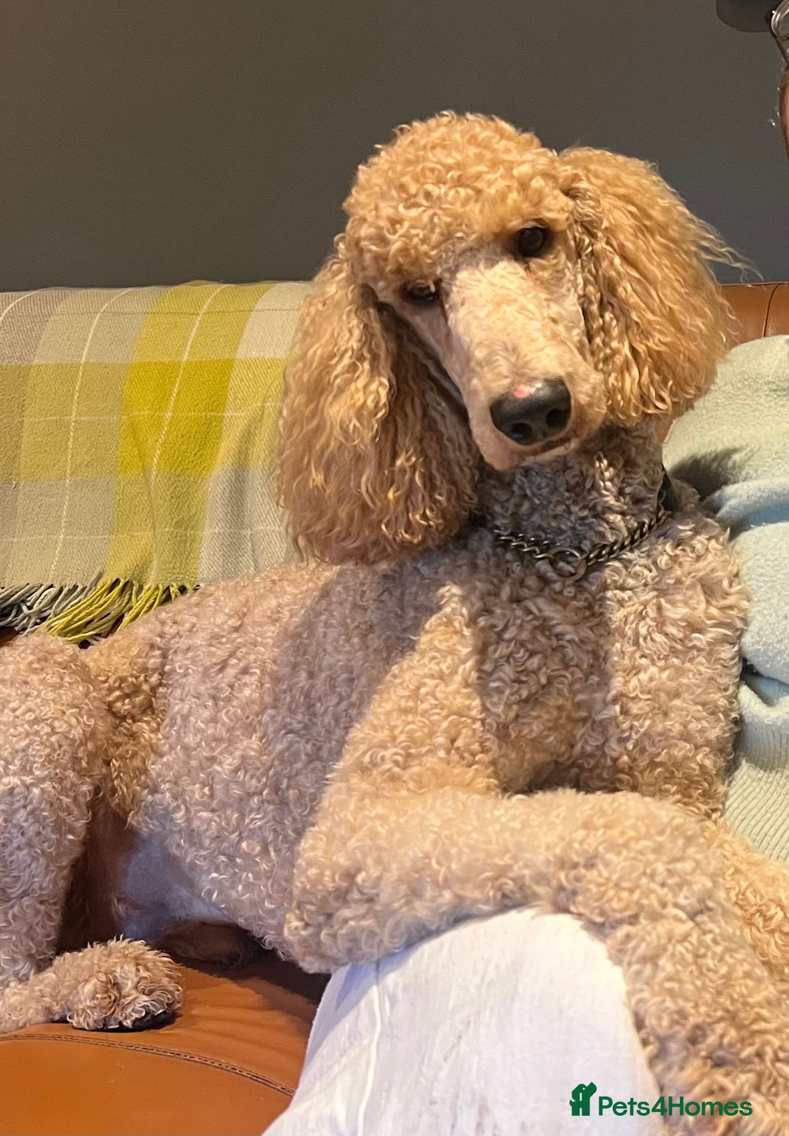 Labrador Retriever dogs DNA & Hip scored KC reg Standard Poodle for Stud in Welshpool - Advert 13