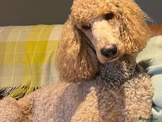 Labrador Retriever dogs DNA & Hip scored KC reg Standard Poodle for Stud in Welshpool - Advert 16