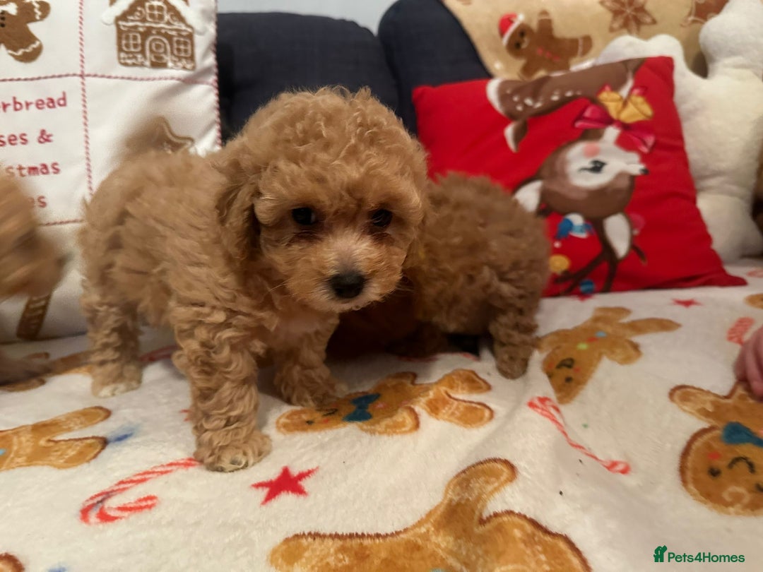 Maltipoo dogs for sale: Stunning Toy Maltipoo pups ❤️ ready on Wednesday! - Advert 18