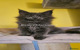 Maine Coon cats for sale: TICA Registered Maine Coon Kittens  - Image 4
