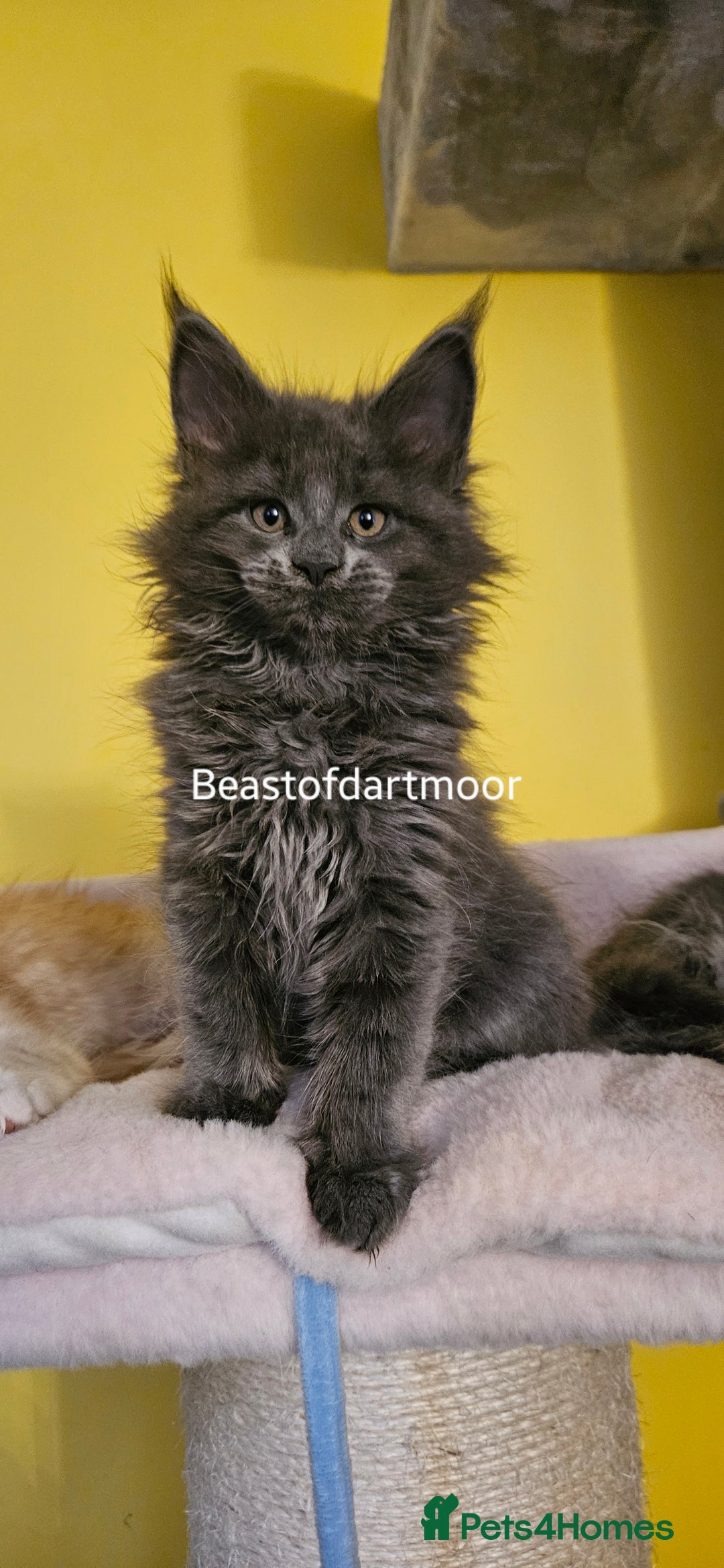 Maine Coon cats for sale: TICA Registered Maine Coon Kittens  - Image 4