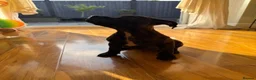 Staffordshire Bull Terrier dogs for sale: Brindle Stafford puppies available ❤️🐾 - Advert 7