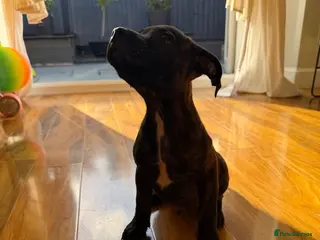 Staffordshire Bull Terrier dogs Brindle Stafford puppies available ❤️🐾 - Advert 2