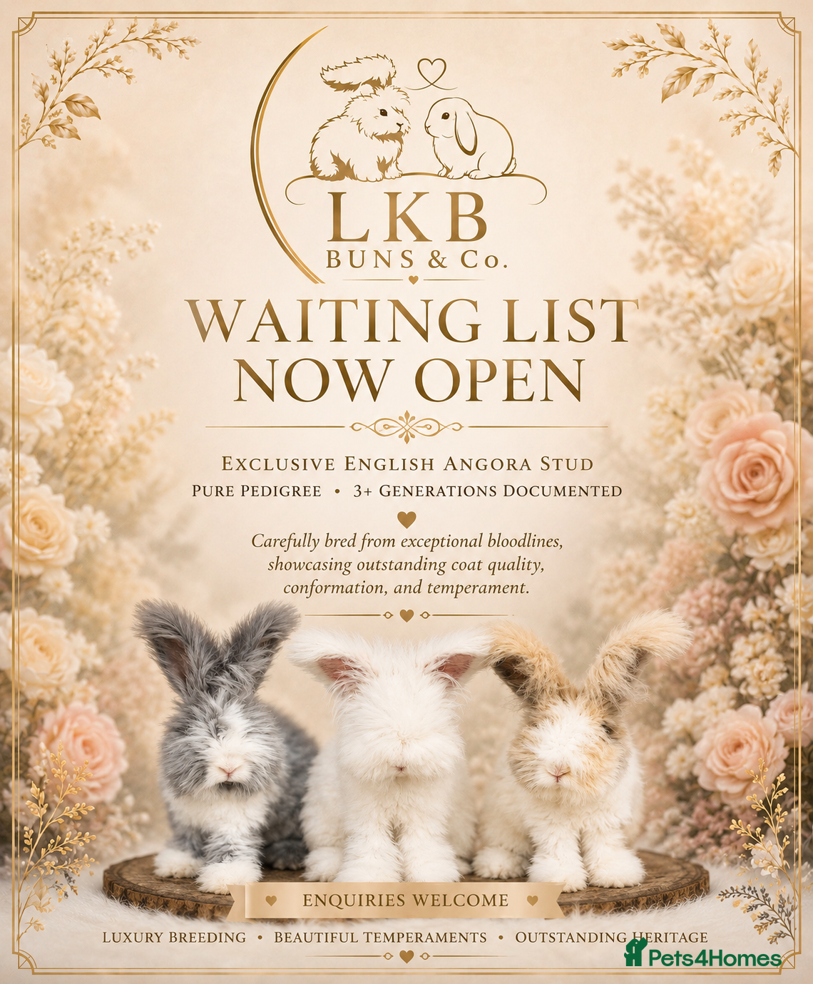 Angora rabbits 🌟 PUREBRED ENGLISH ANGORAS 🌟 - Advert 1