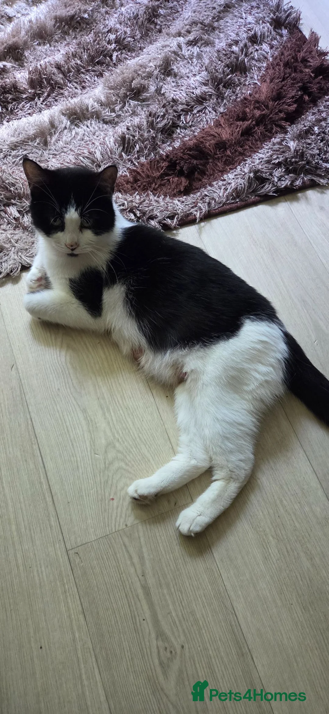 Mixed Breed cats for sale: 3 females kittens  in Leicester - Advert 1