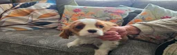 Cavalier King Charles Spaniel dogs for sale: Only 3 puppies left ,1 tri and 1x blenheim girls - Advert 7