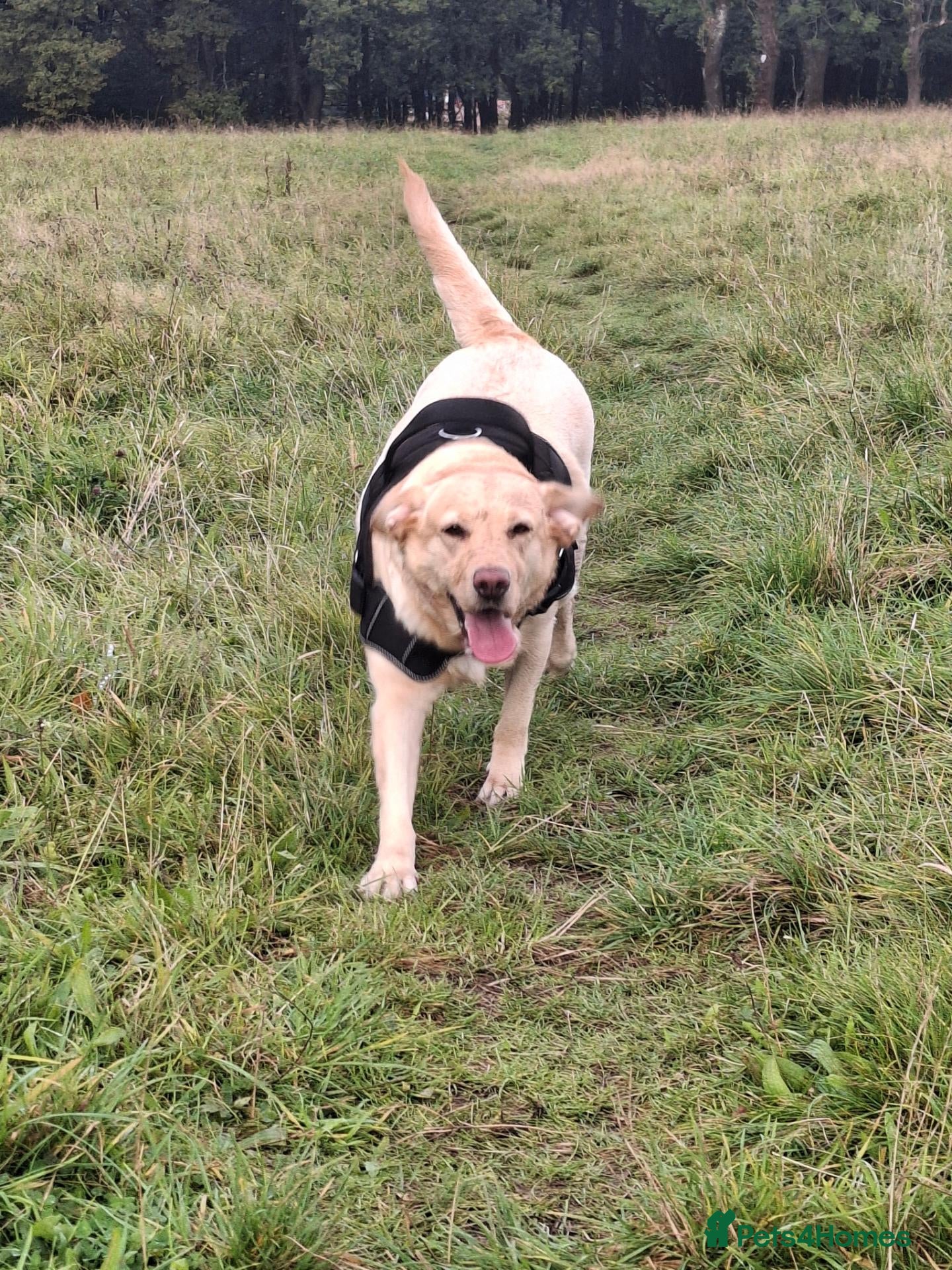 Mixed Breed dogs Lab x springer x german shepard  - Advert 2