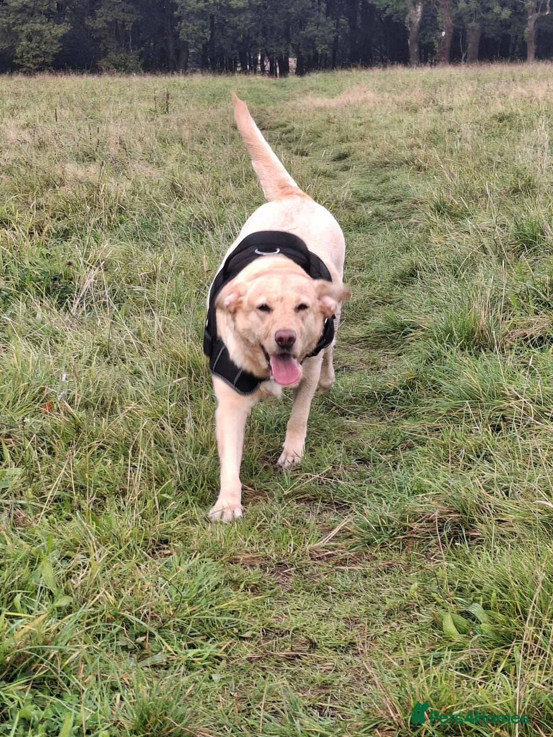 Mixed Breed dogs for sale: Lab x springer x german shepard  - Advert 9