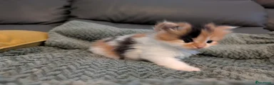 Calico