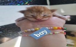 Maine Coon cats for sale: Maincoon kittens - Image 2