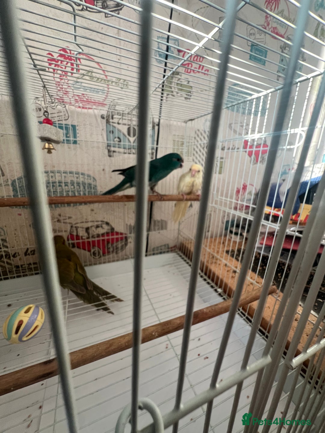 Parakeets birds for sale: Young female kakariki  - Advert 34