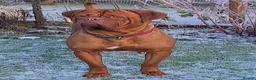Dogue De Bordeaux dogs for sale: 🐾 4 Beautiful Dogue De Bordeaux Puppies 🐾 in Crewe - Advert 4