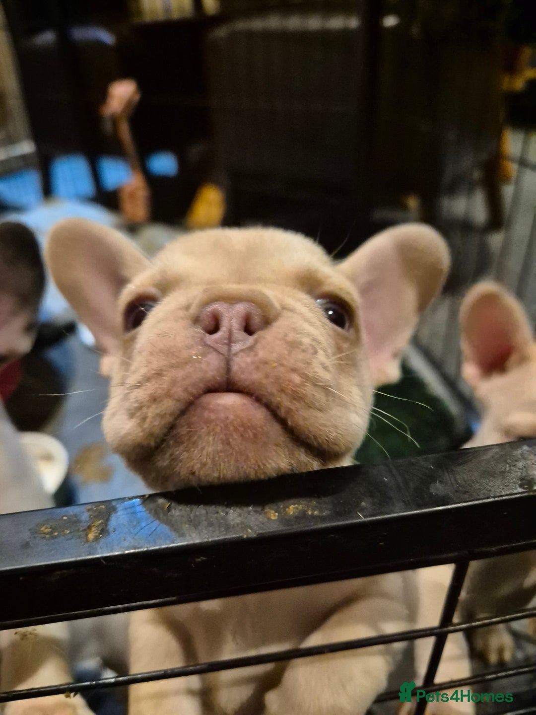 French Bulldog dogs for sale: Top Quality French Bulldog pups- ready now! - Advert 5