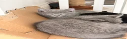 Mixed Breed cats for sale: 6 Adorable Kittens Looking for Their Forever Homes - Advert 7