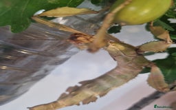 Stick Insects invertebrates for sale:  Rare lichen Macleay's stick insect eggs. - Image 6