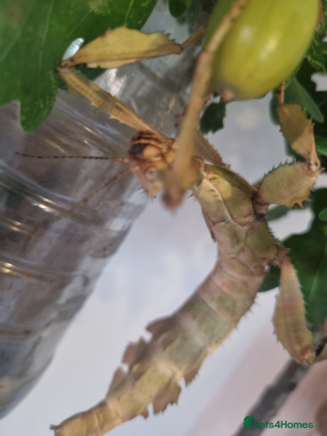 Stick Insects invertebrates for sale:  Rare lichen Macleay's stick insect eggs. - Image 6