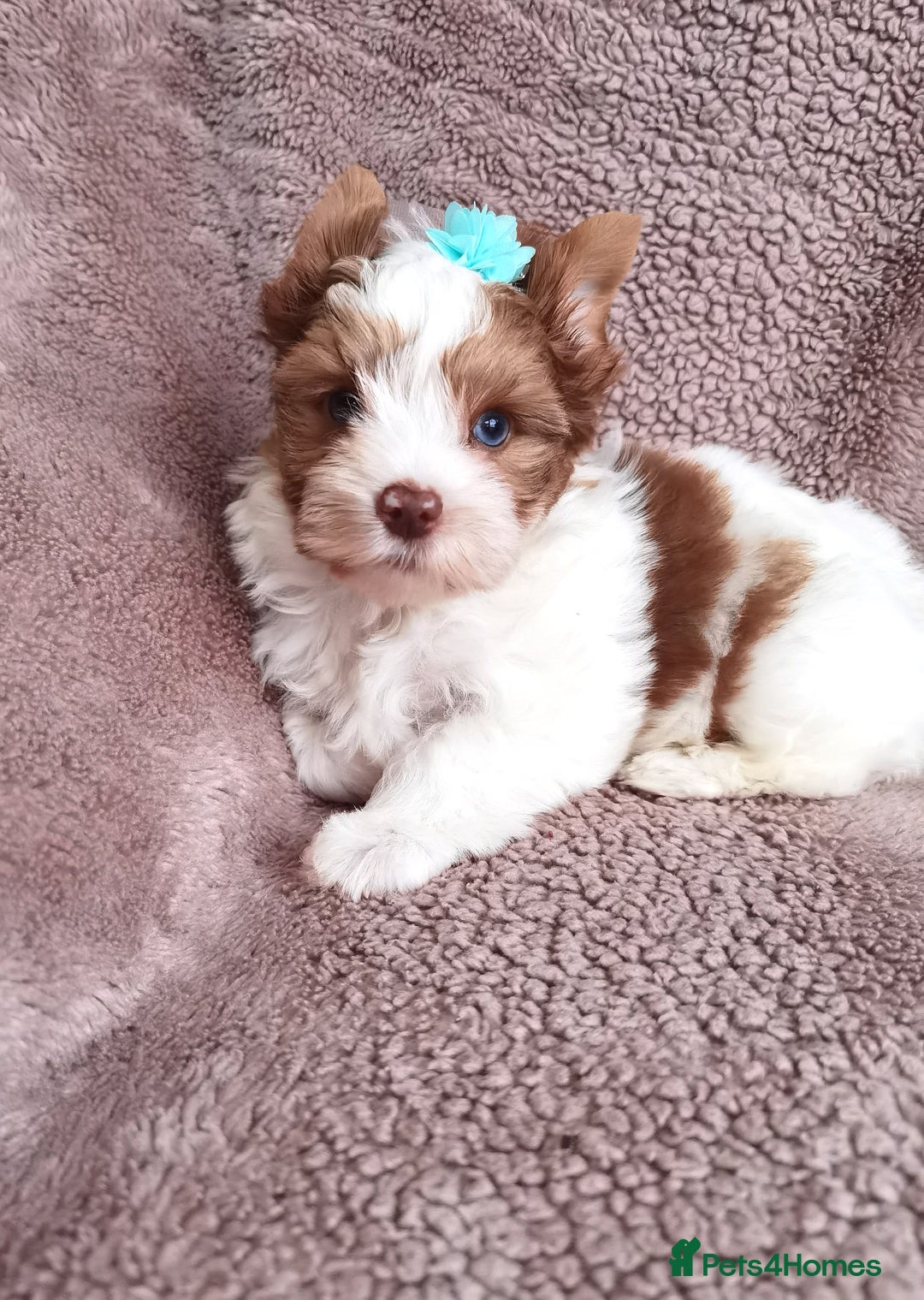 Yorkshire Terrier dogs for sale: Very Beautiful puppies, pure yorkshire terriers  - Advert 9