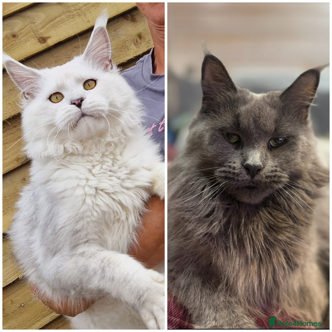 Maine Coon cats for sale: Stunning FiFe Maine Coons - Advert 11