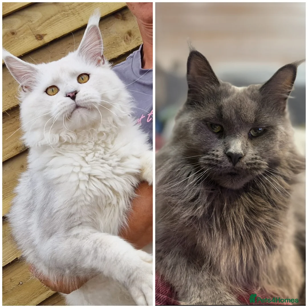 Maine Coon cats for sale: Last kitten - FiFe Maine Coons (ready Jan 21st) - Advert 14