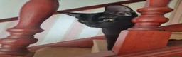 Oriental cats for sale: Oriental kittens for sale (4 ready now!) - Advert 22