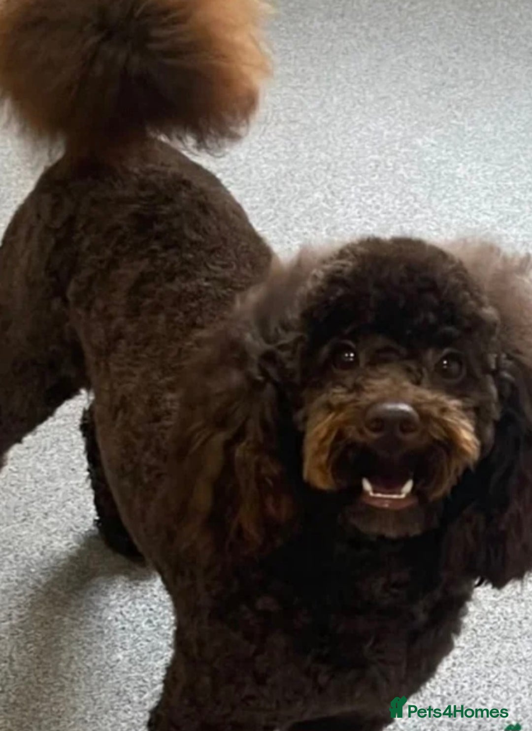 Cockapoo dogs for sale: Stunning health tested F1b cockapoos - Advert 11