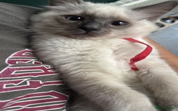 Ragdoll cats for sale: 🐾 Ragdoll Kittens Ready for Their Forever Homes  - Image 7