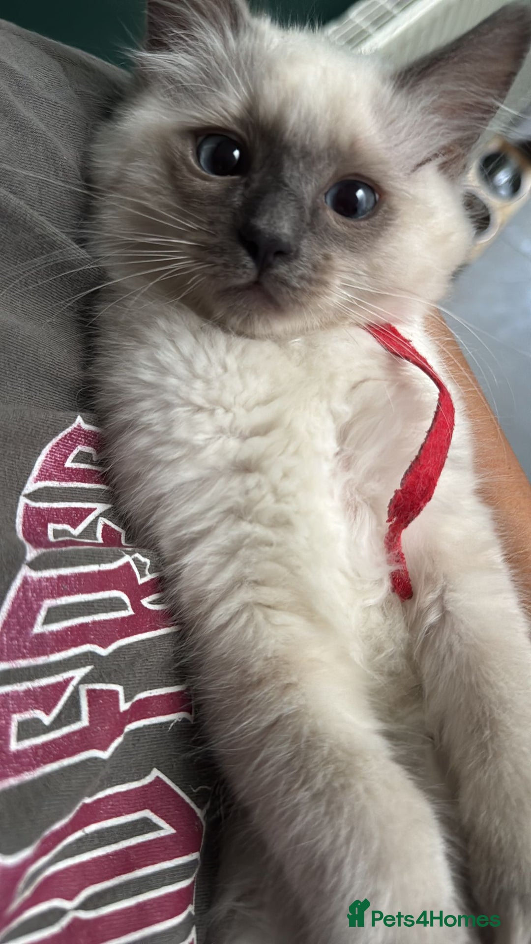 Ragdoll cats for sale: 🐾 Ragdoll Kittens Ready for Their Forever Homes  - Image 7