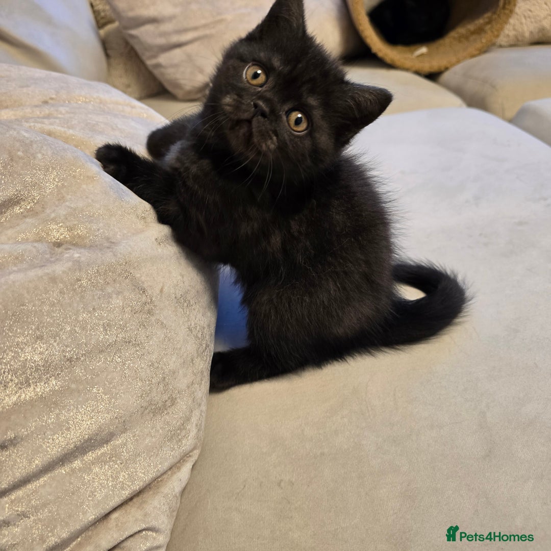 British Shorthair cats for sale: 💫RARE💫 BLACK SMOKE FEMALE & BLUE LONGHAIR MALE  - Advert 7